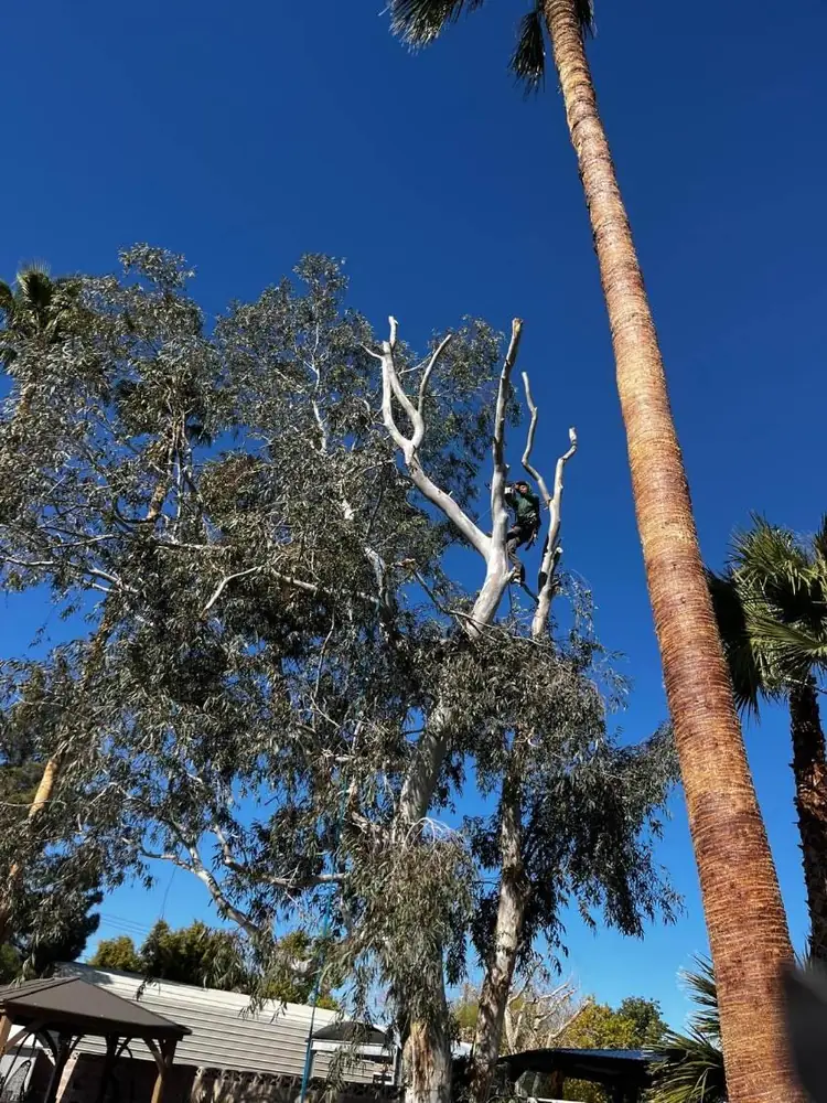 Tree trimming in Las Vegas